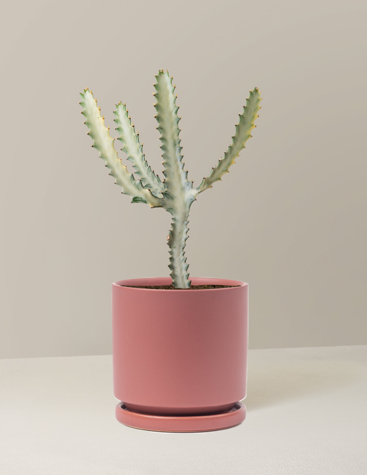 Ghost Cactus