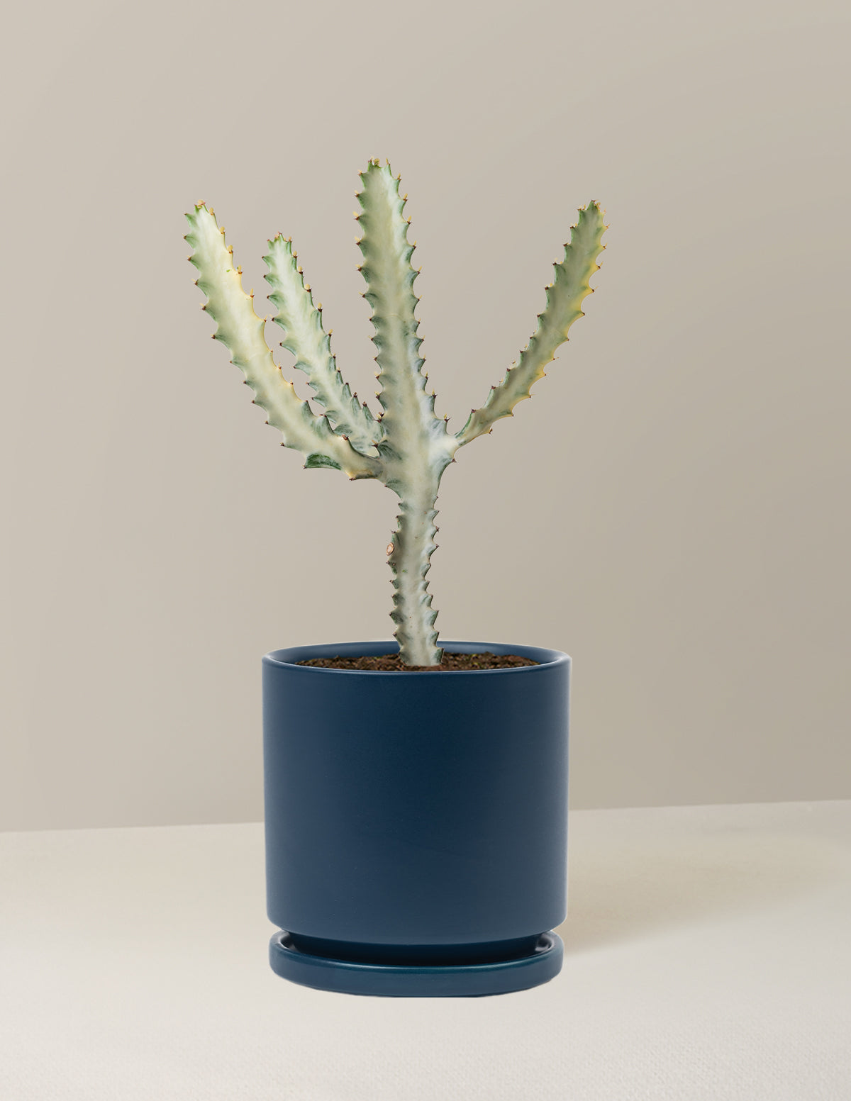Ghost Cactus