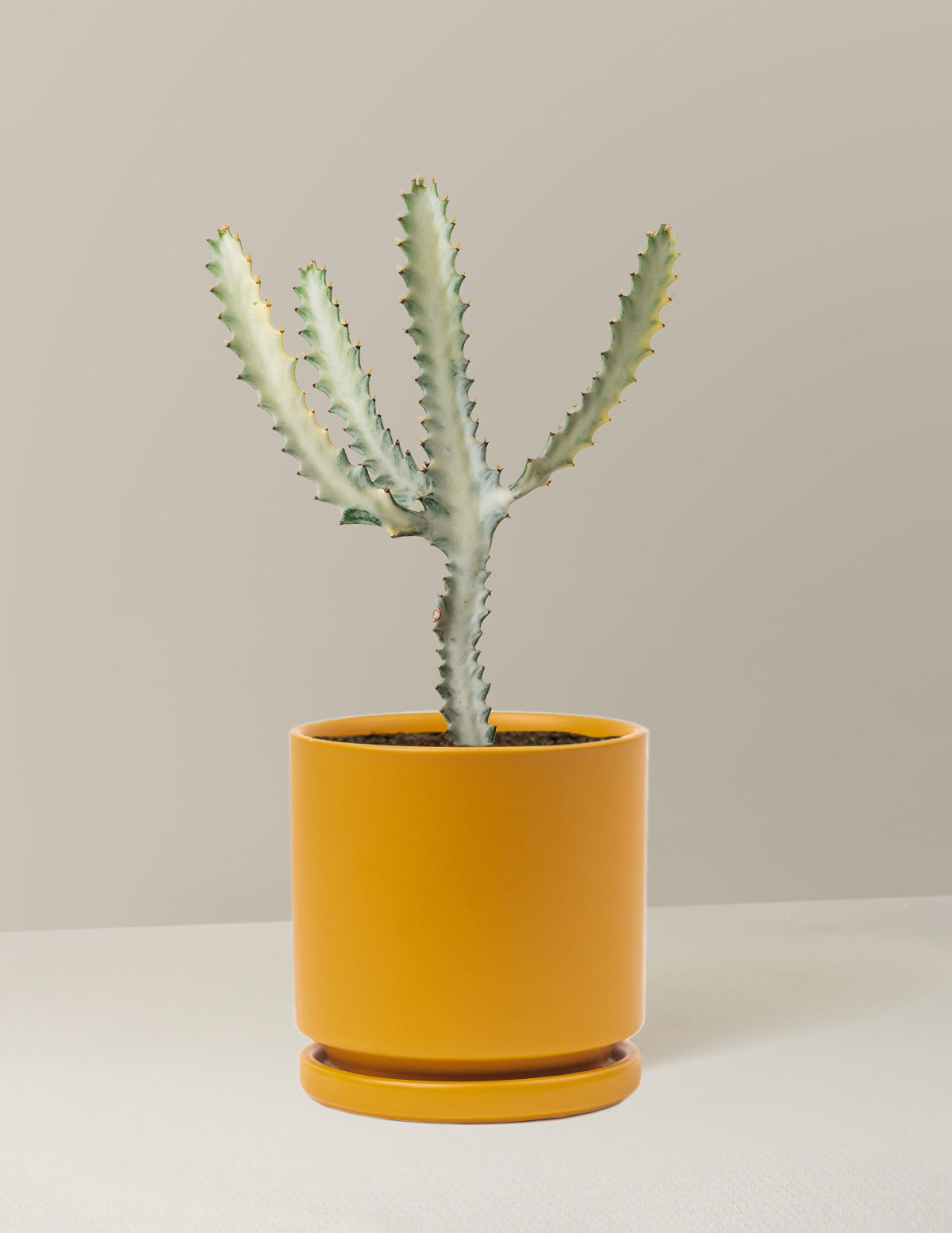 Ghost Cactus
