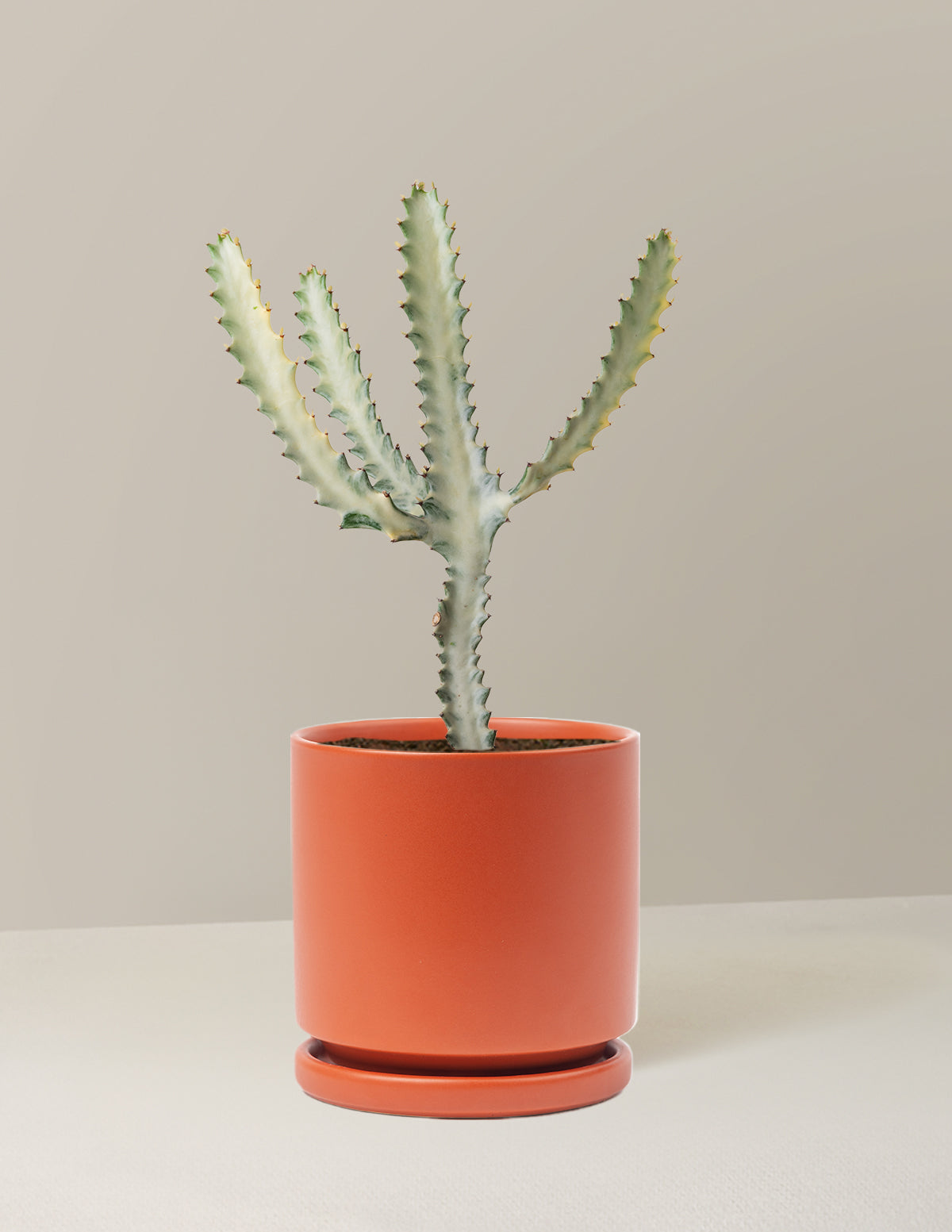 Ghost Cactus
