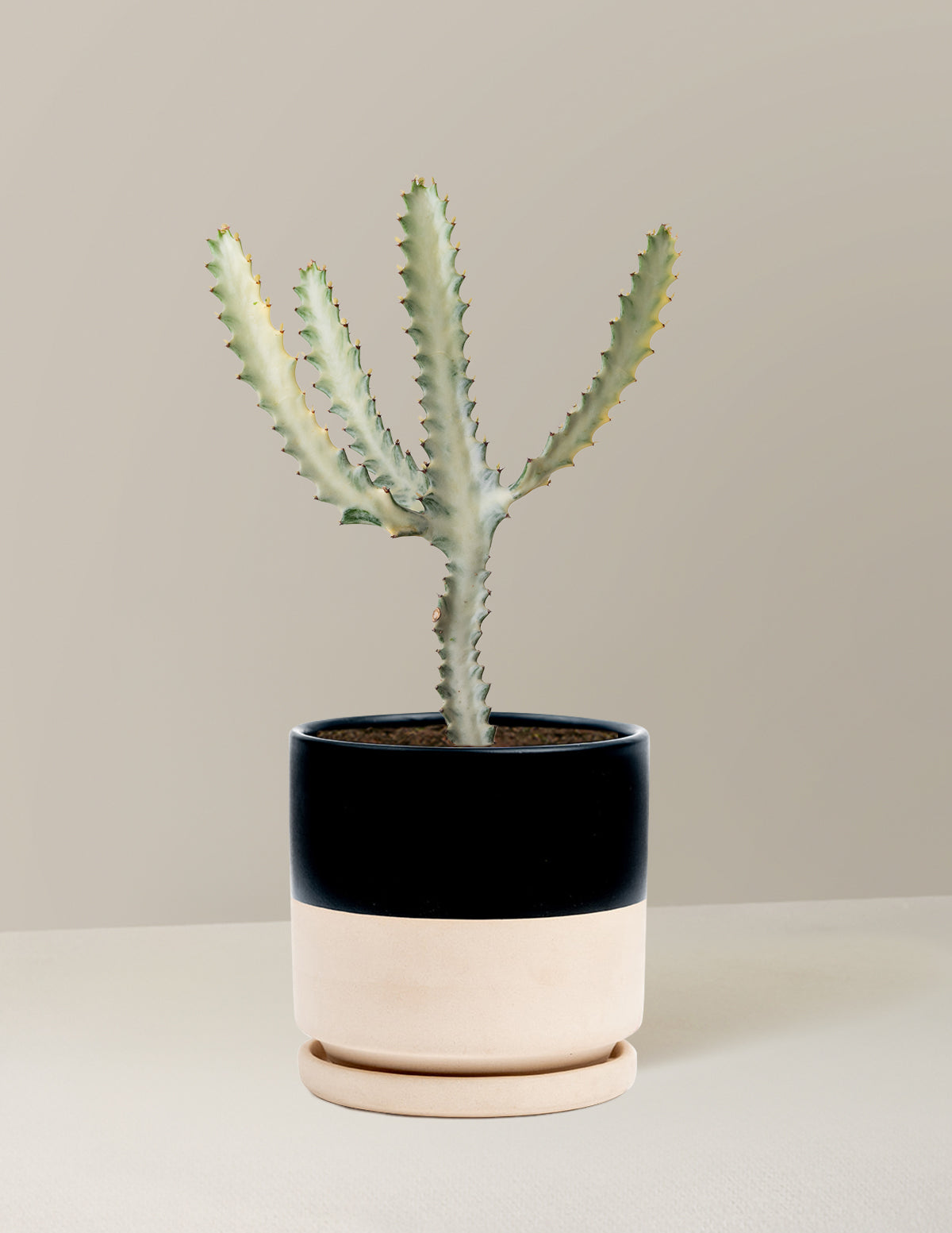 Ghost Cactus