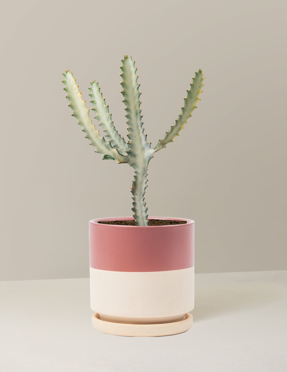 Ghost Cactus