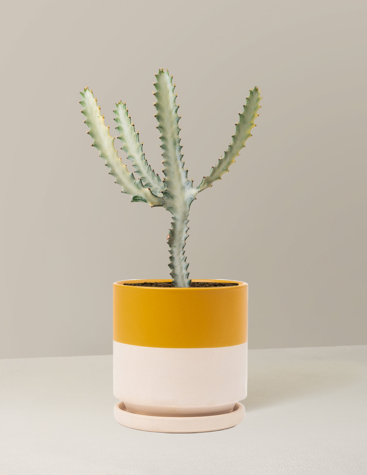 Ghost Cactus
