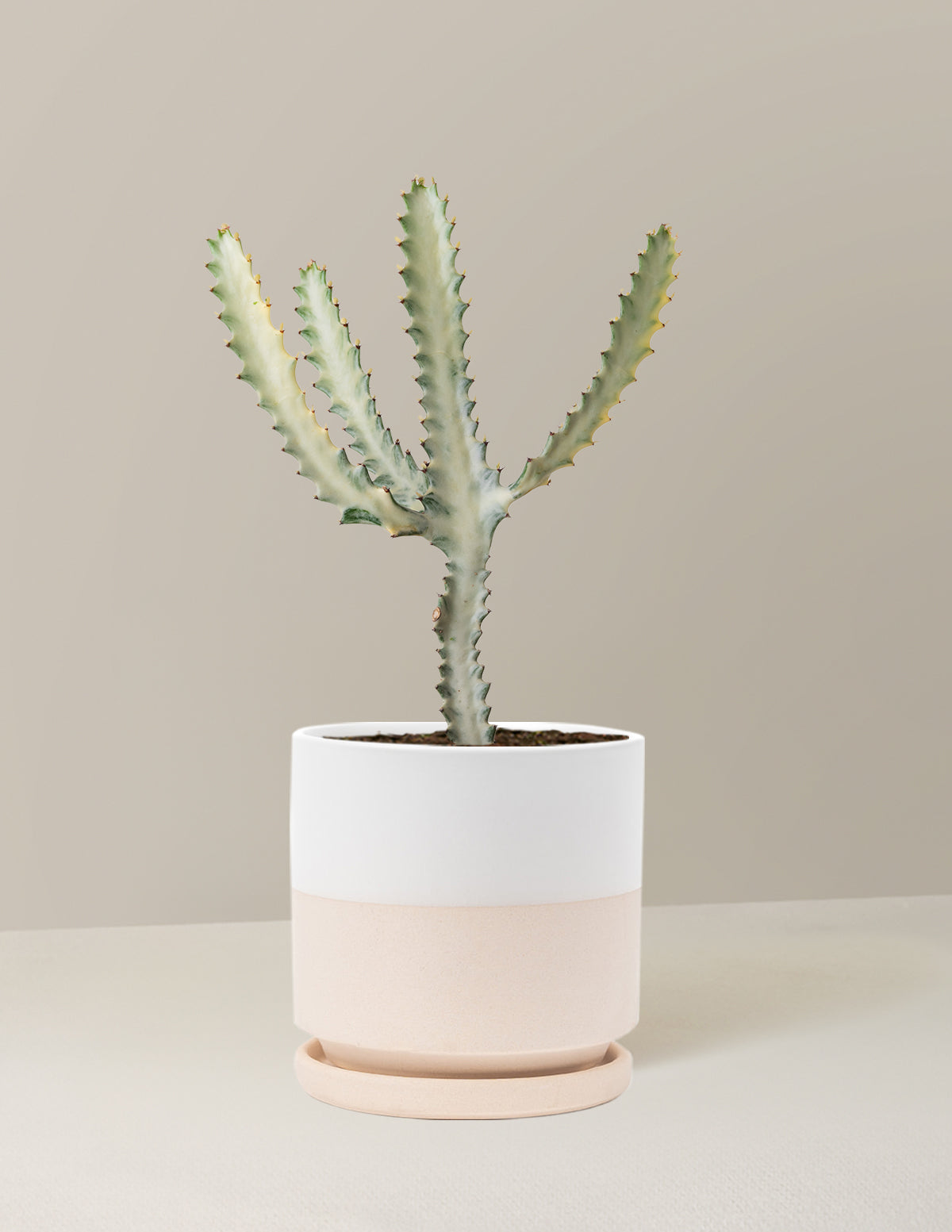 Ghost Cactus
