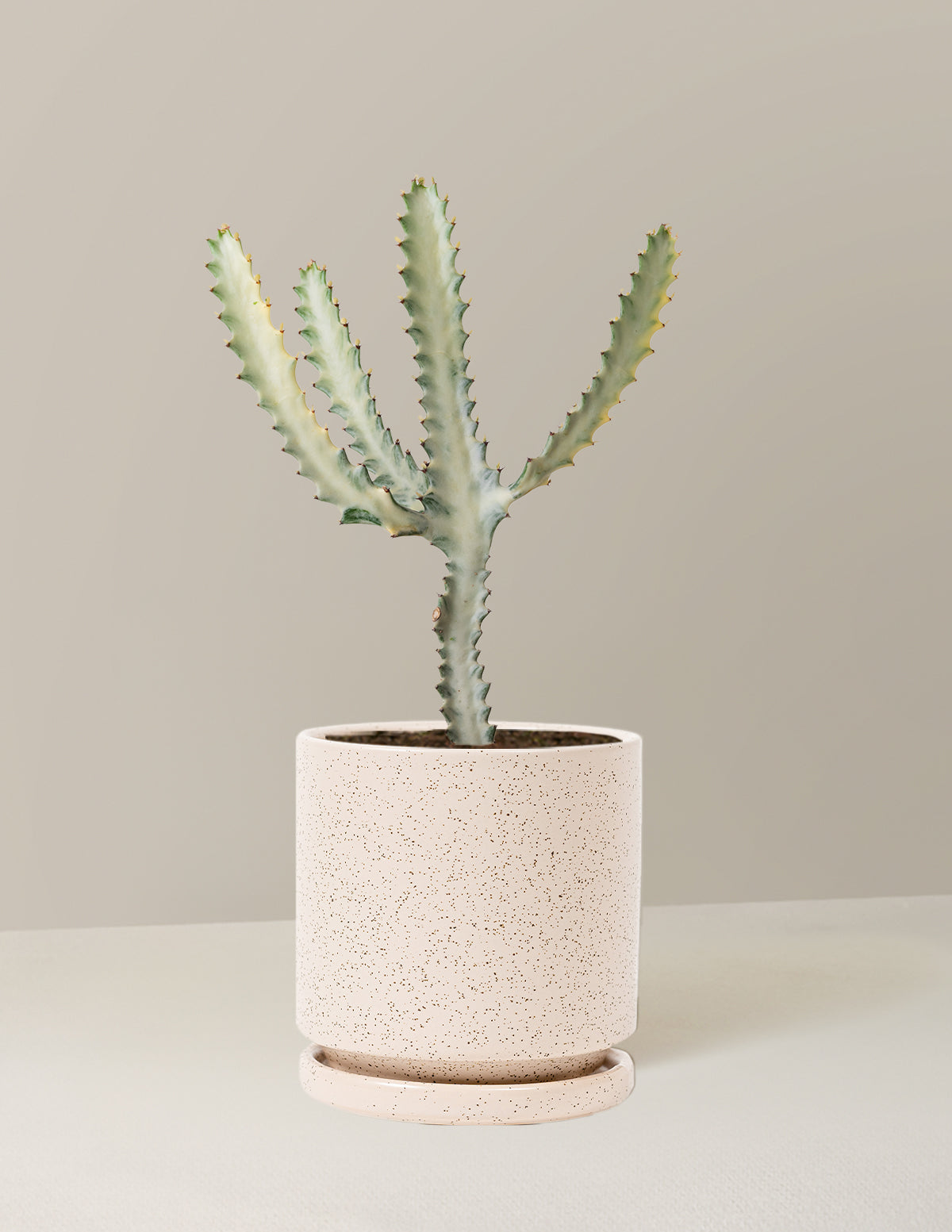 Ghost Cactus