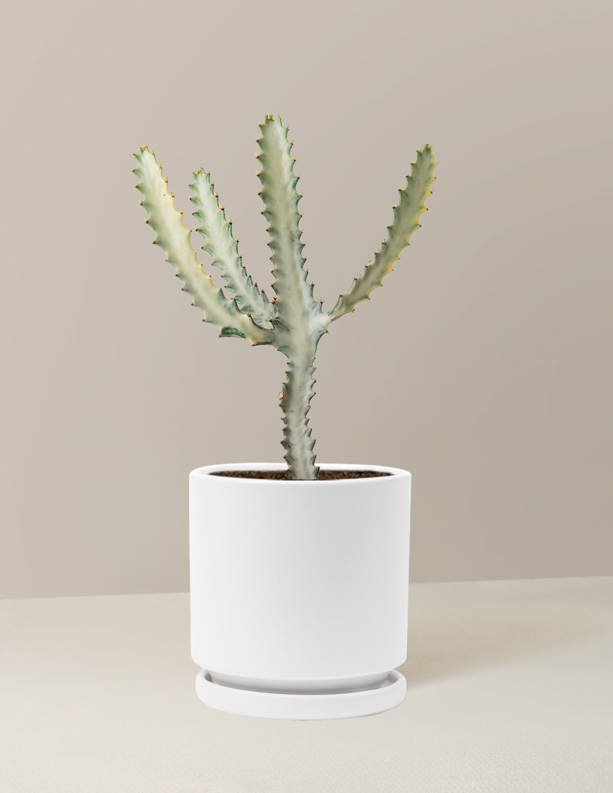 Ghost Cactus