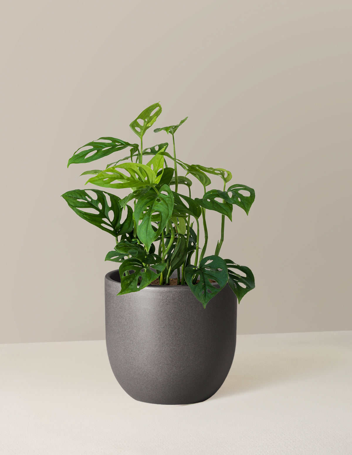 Monstera Esqueleto Skeleton Plant