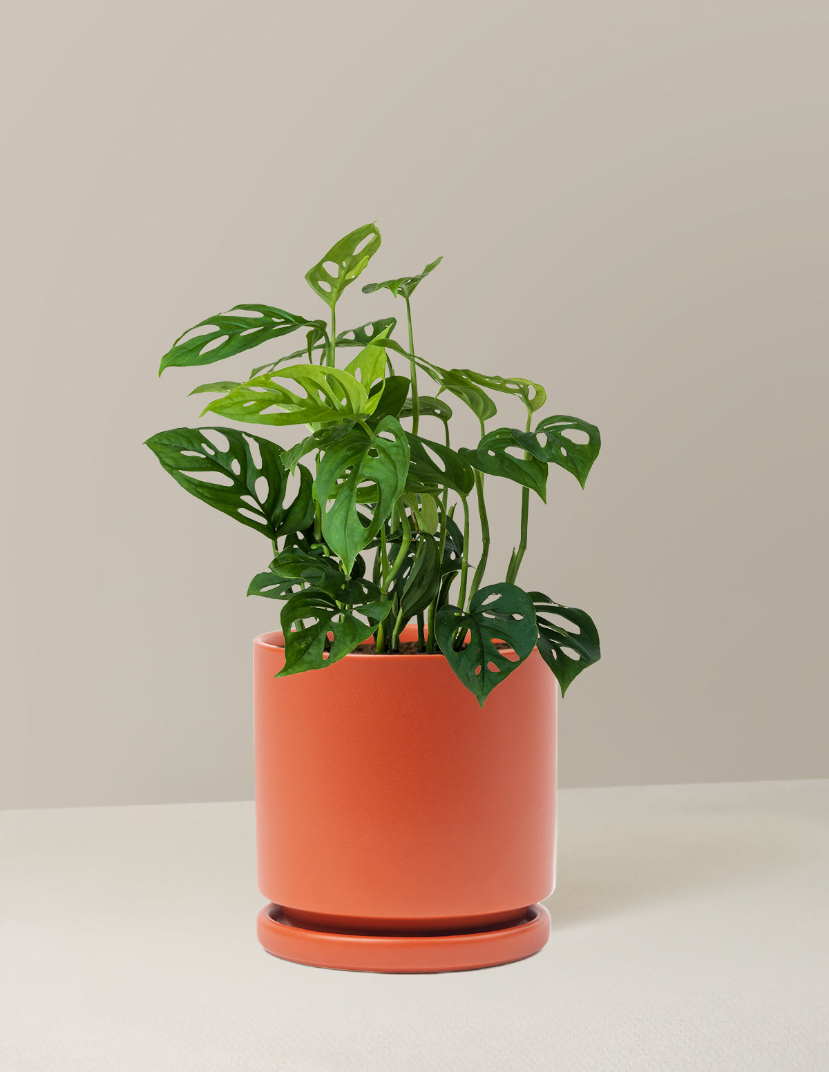Monstera Esqueleto Skeleton Plant