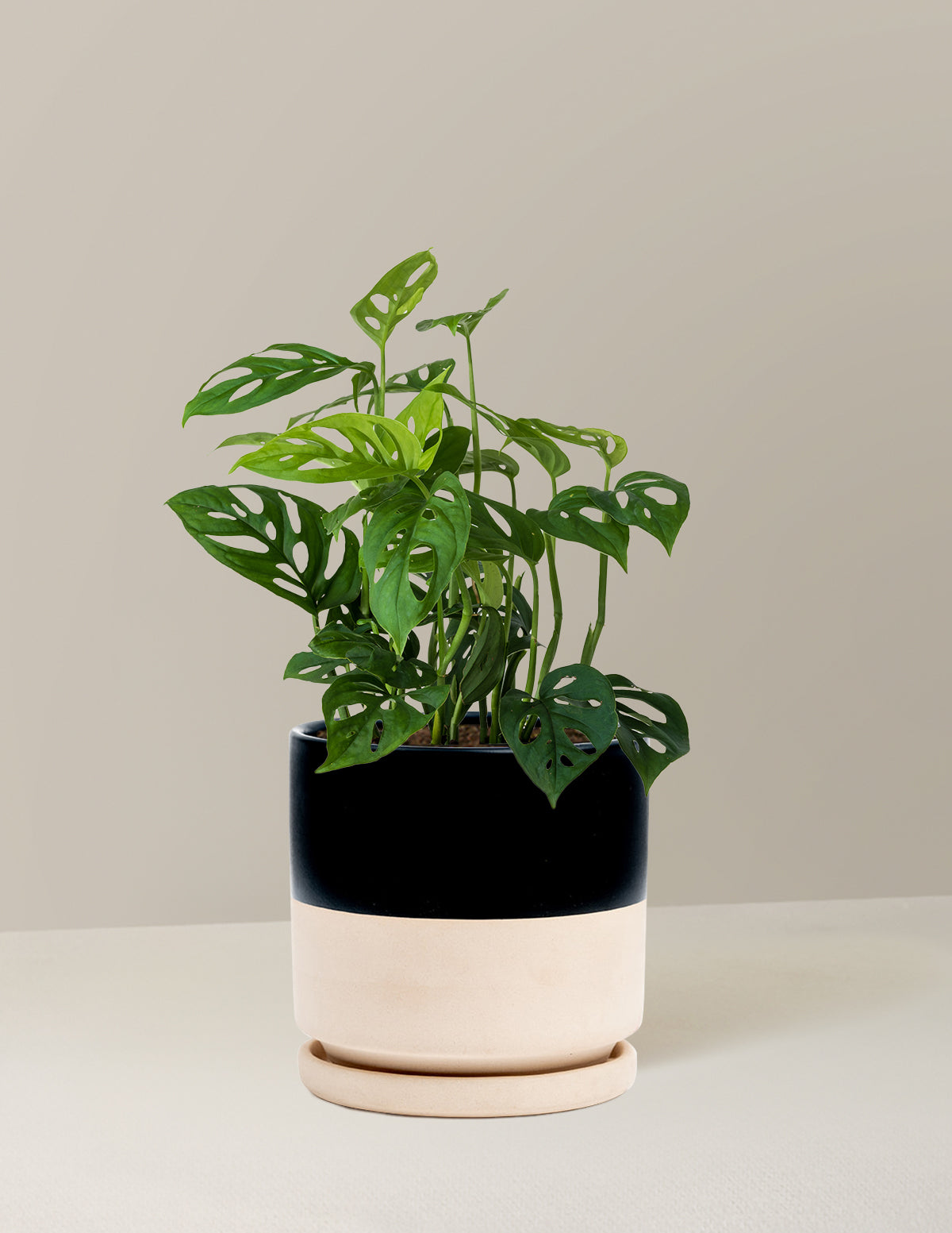 Monstera Esqueleto Skeleton Plant