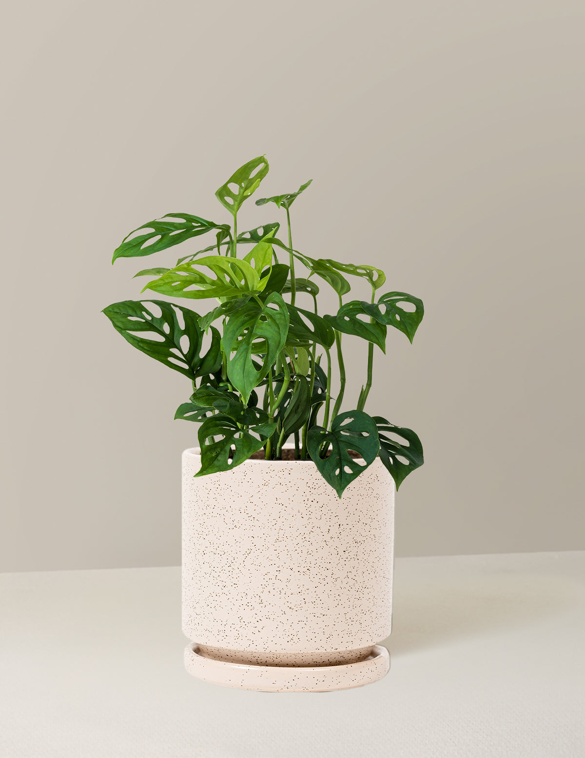 Monstera Esqueleto Skeleton Plant