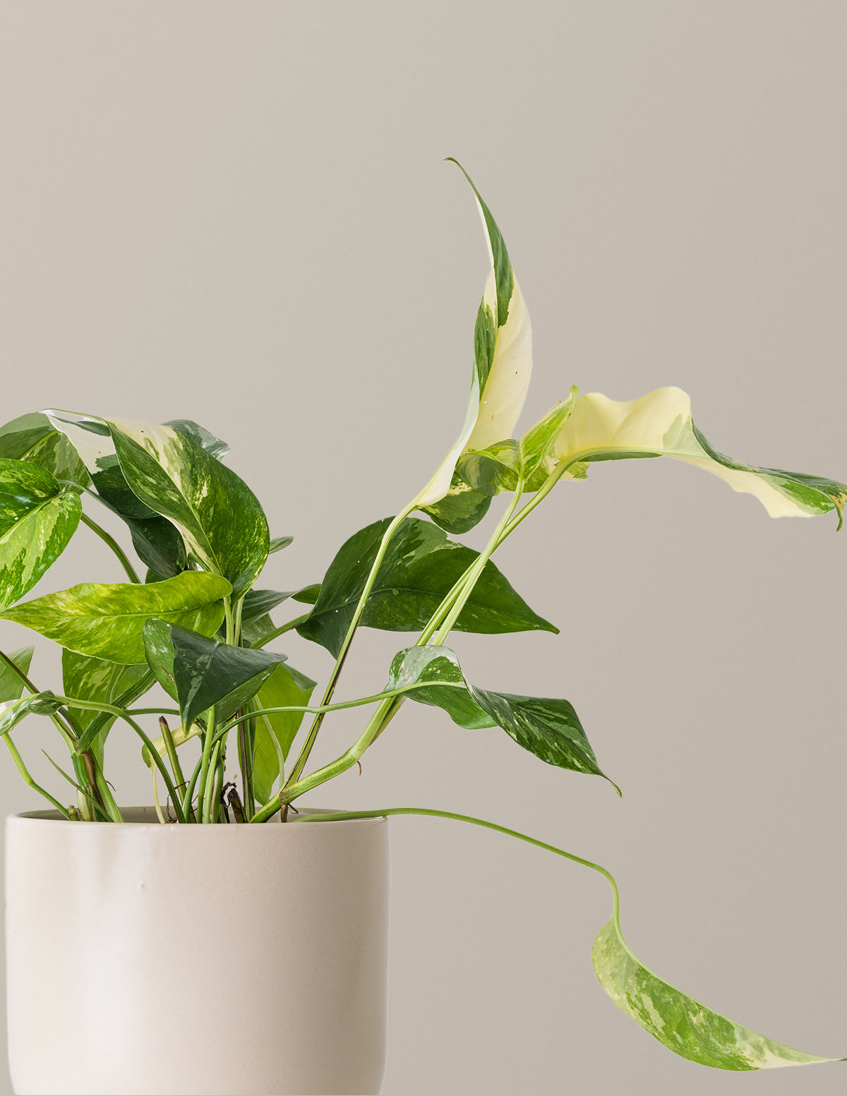 pothos with fenestrations Pothos Albo Variegata | Unique Plants for Delivery