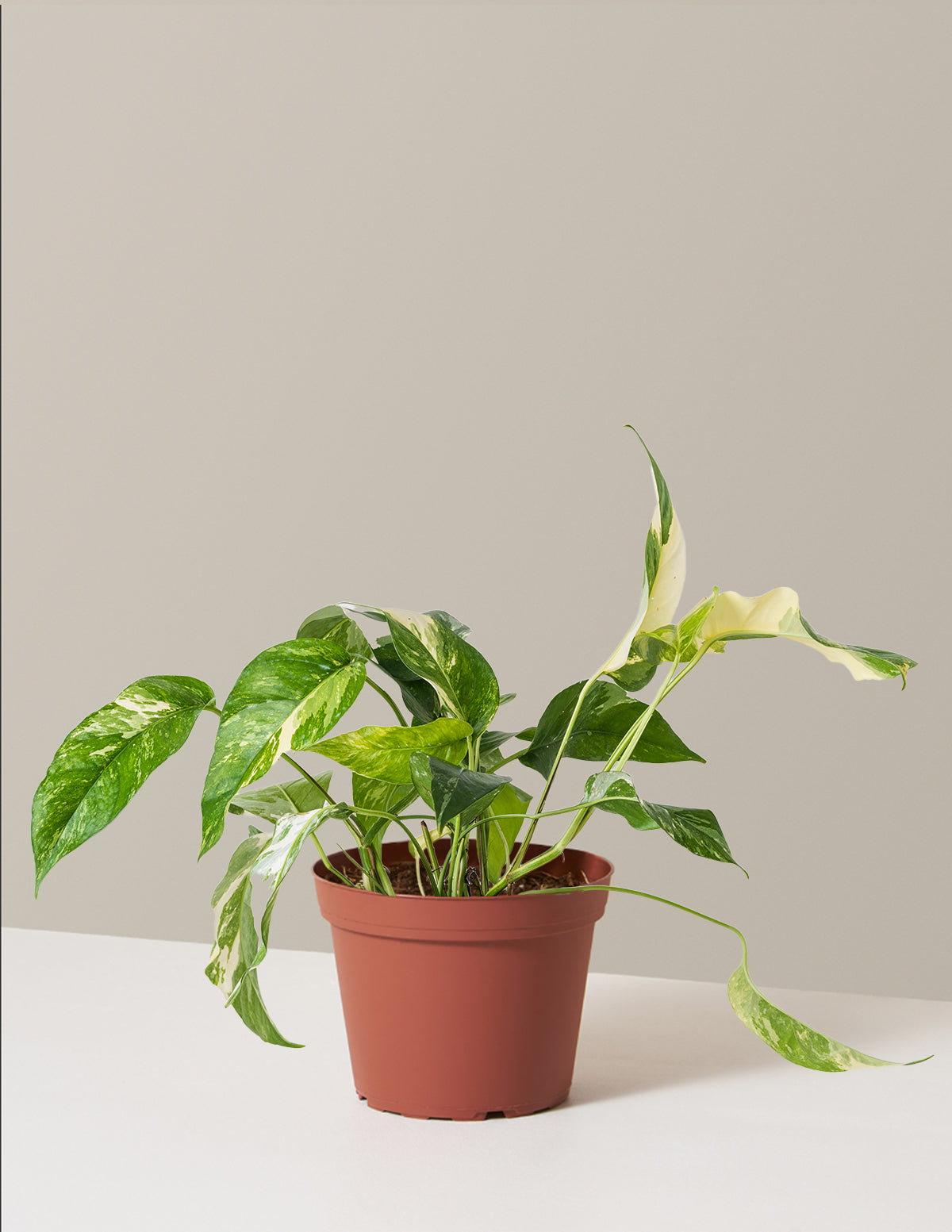 Pothos Albo