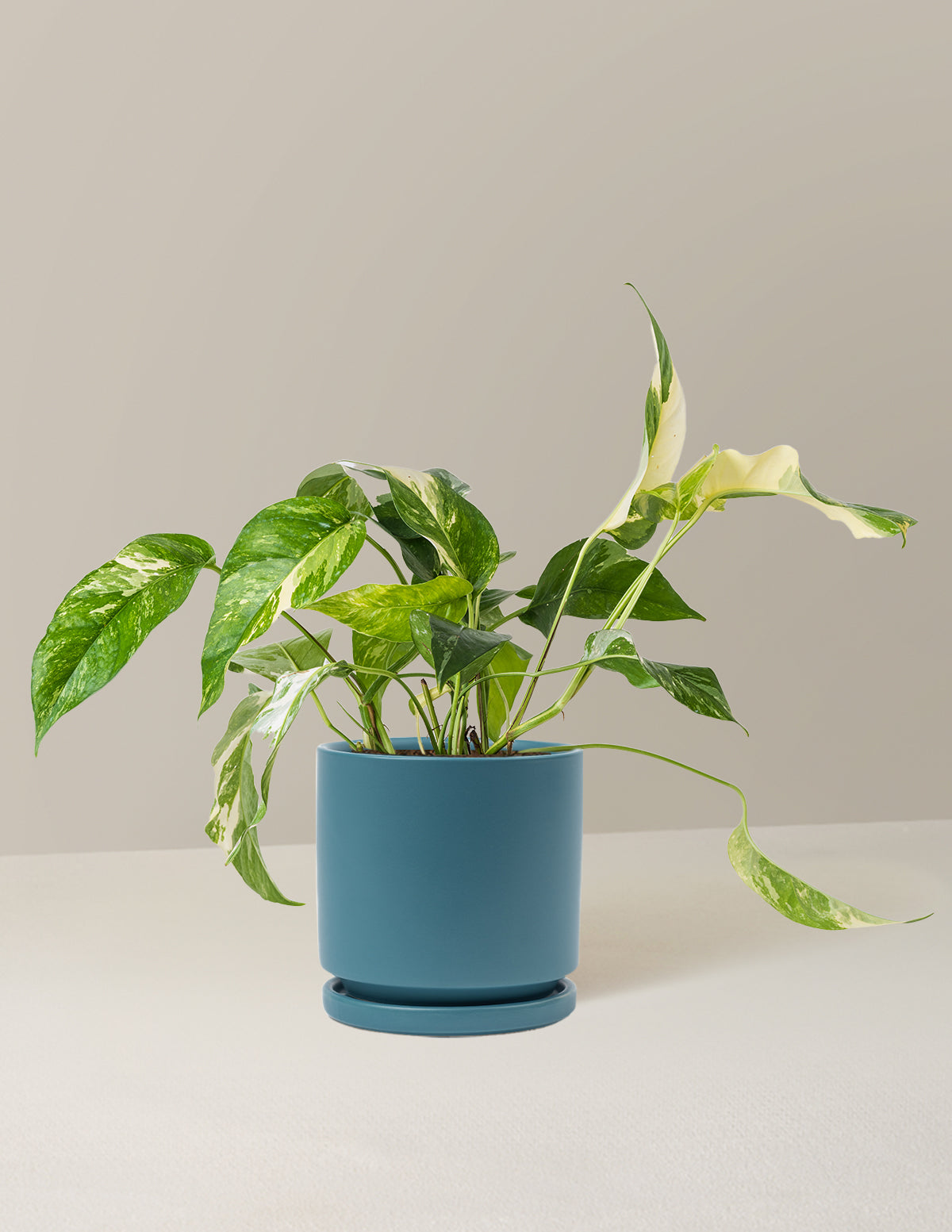 Pothos Albo