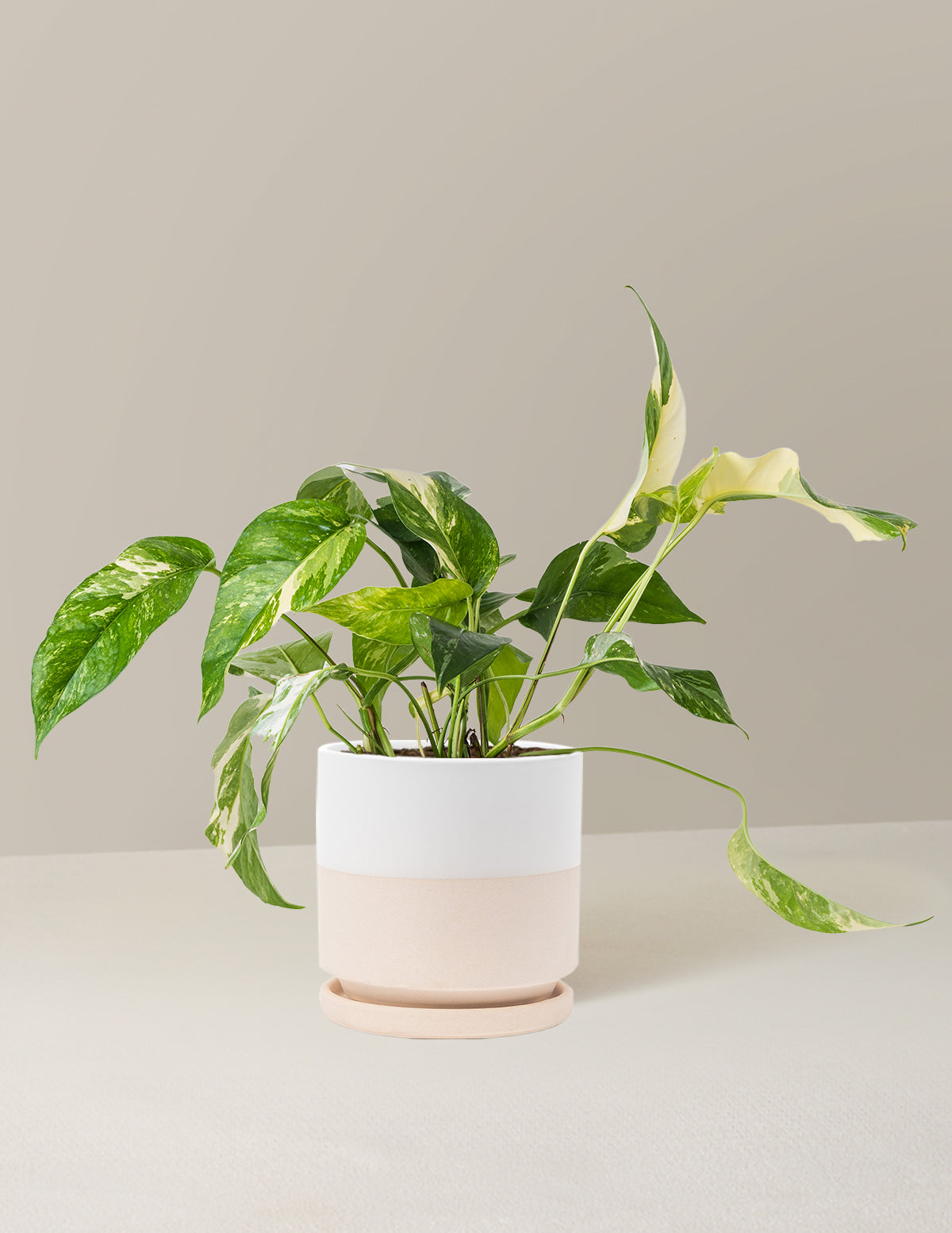 Pothos Albo