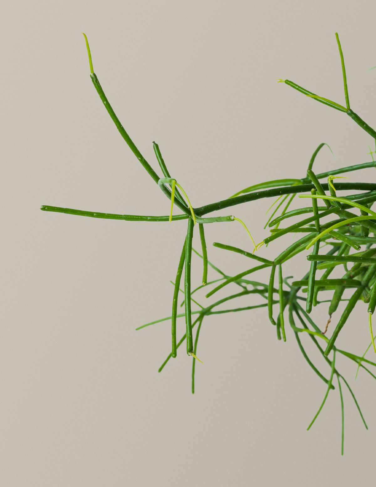 mistletoe cactus soil Mistletoe Cactus | Easy and Trendy Houseplants for Delivery