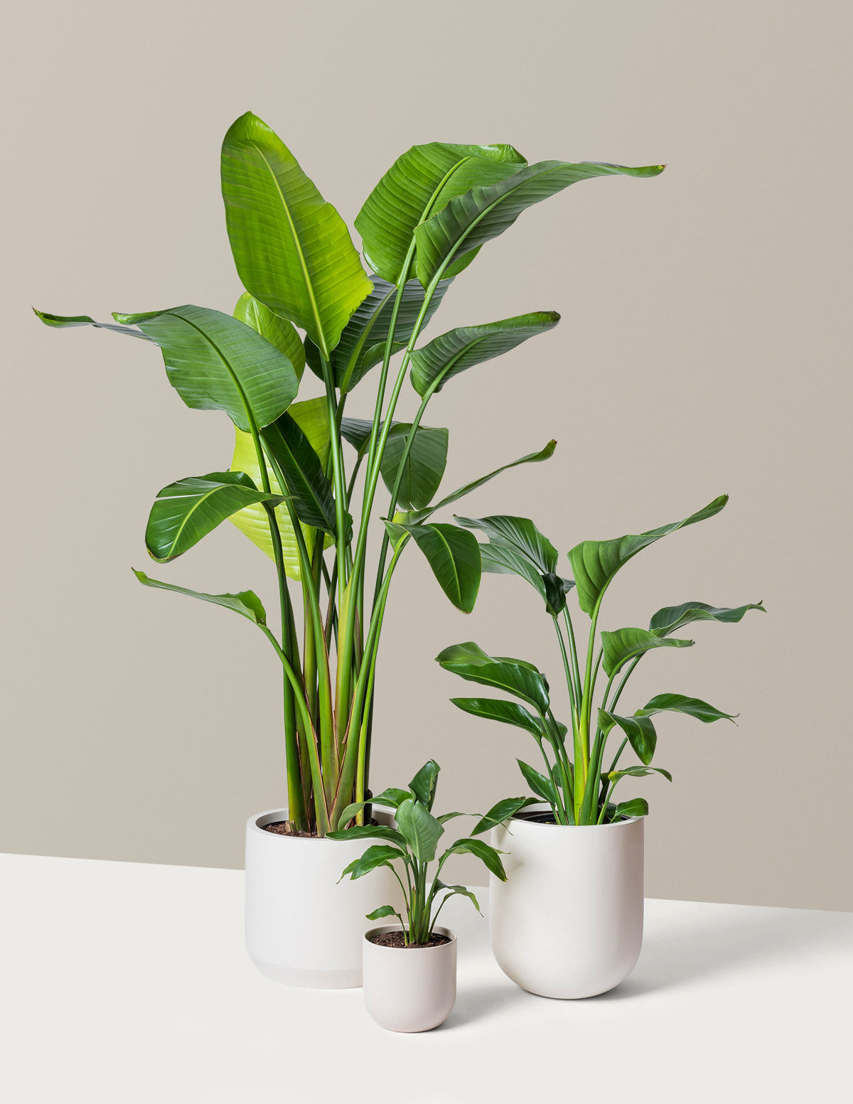 is bird of paradise an indoor or outdoor plant Bird of Paradise Houseplant with Planter - Medium (12" to 20" tall) Blush Planter