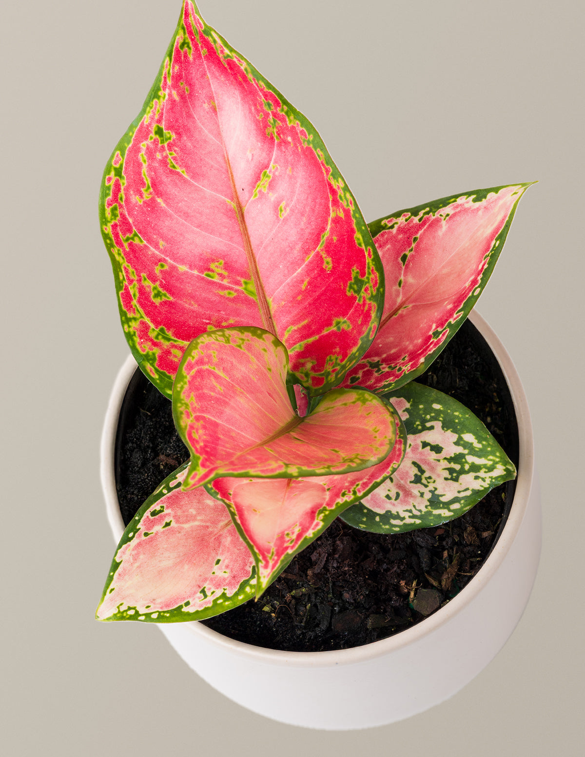 aglaonema plant uses Aglaonema Beauty Houseplant with Planter - Small (3"-5" tall) Cream Planter