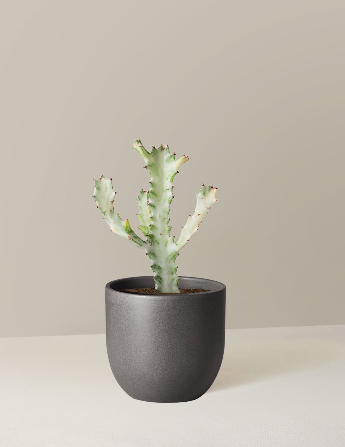 Ghost Cactus
