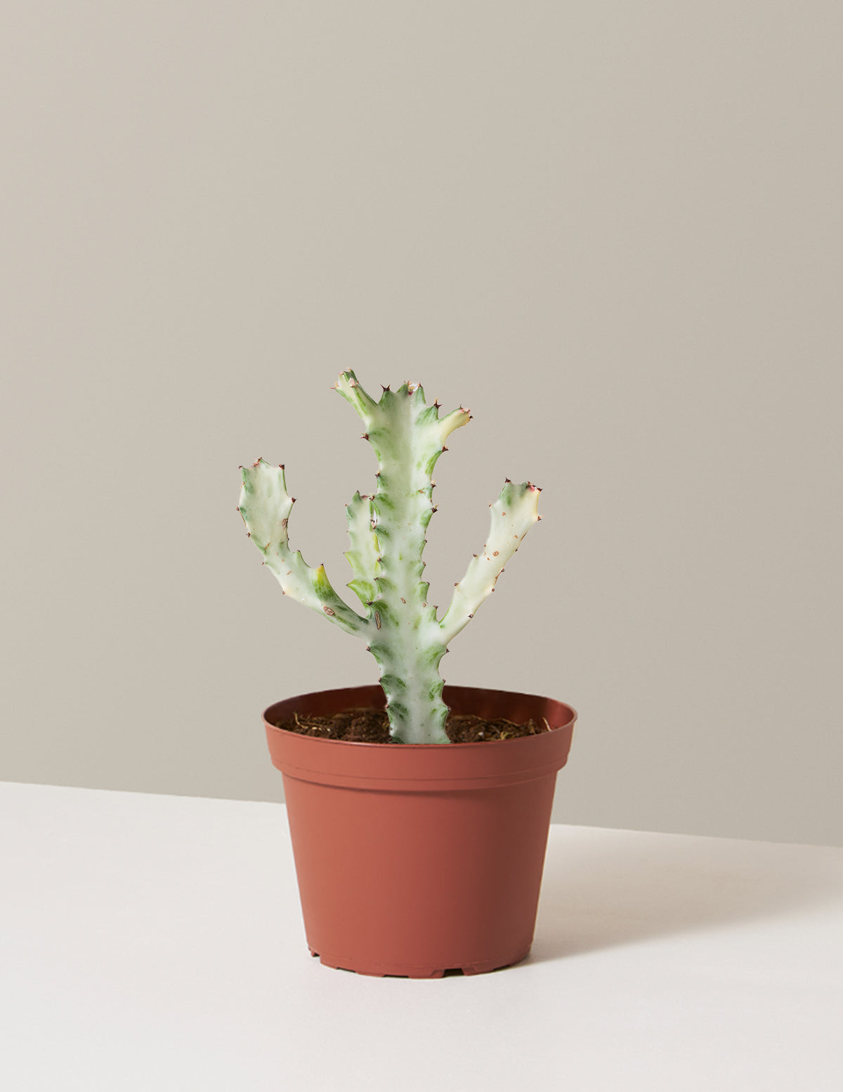 Ghost Cactus