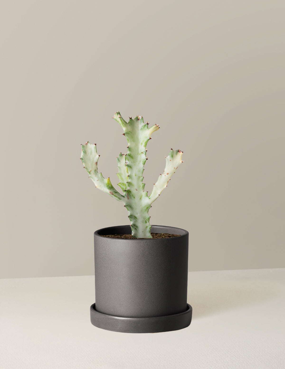 Ghost Cactus