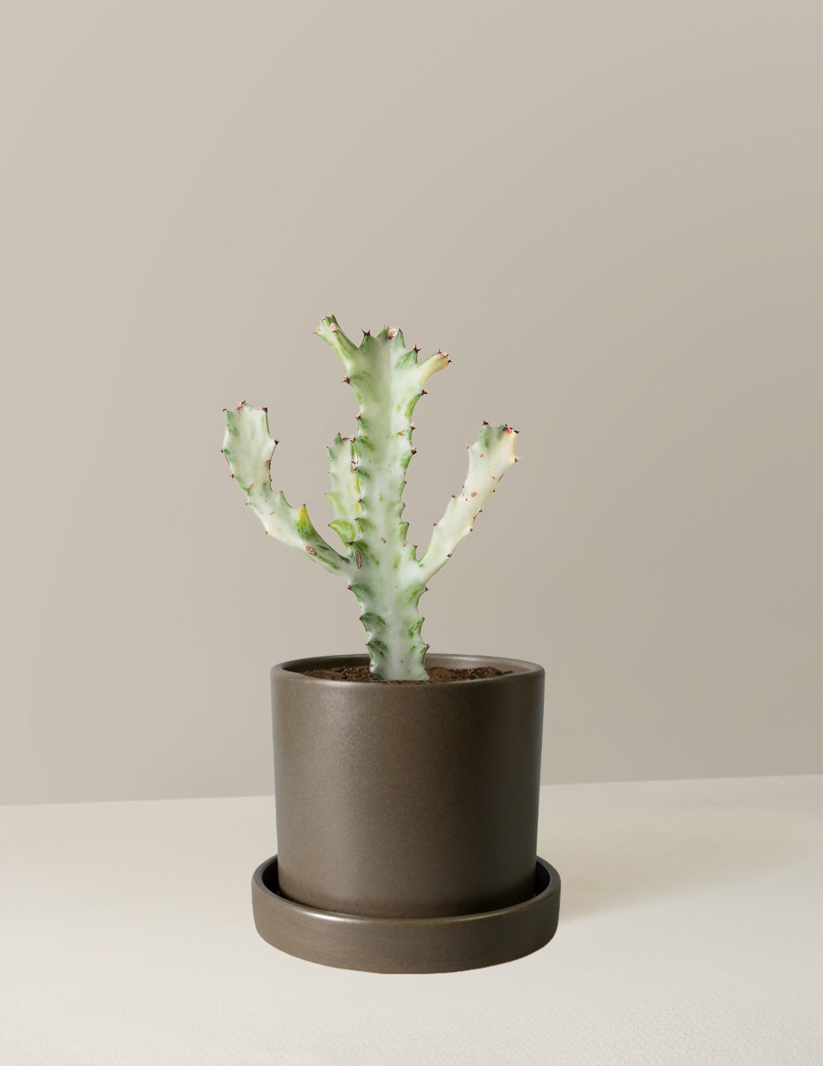 Ghost Cactus