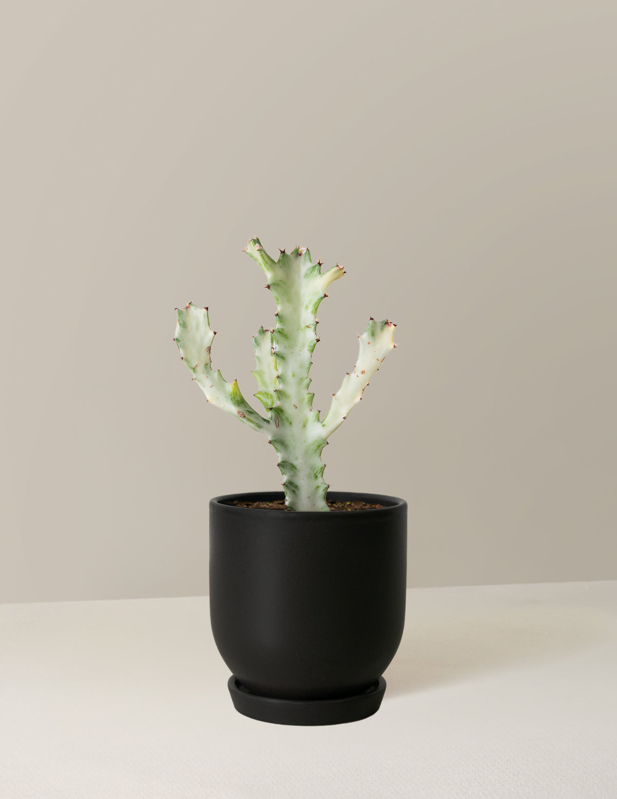 Ghost Cactus