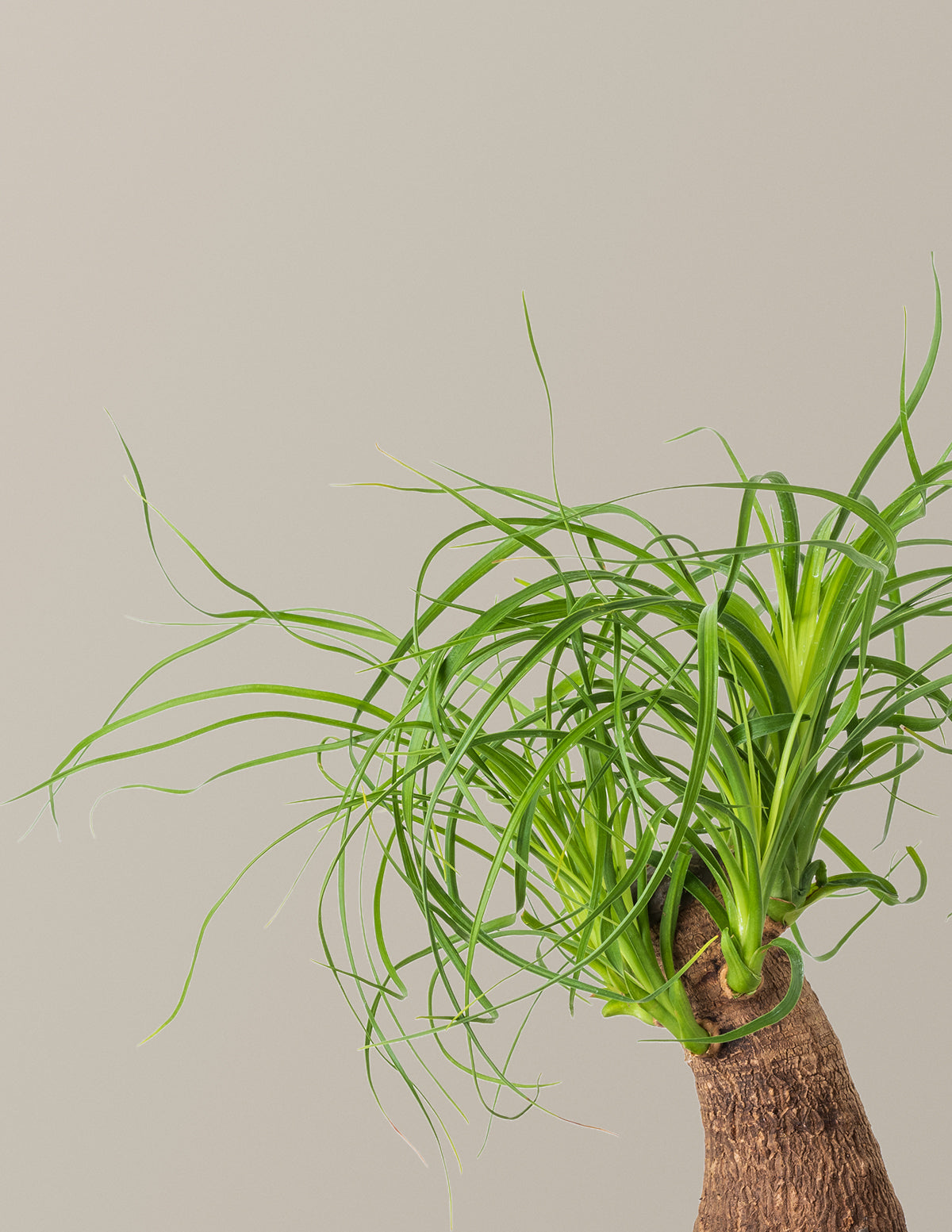 Ponytail Palm