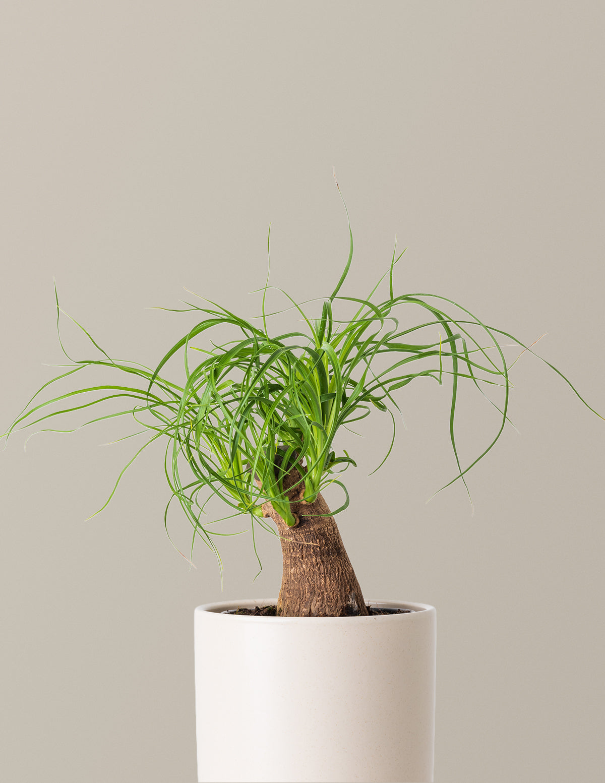 Ponytail Palm