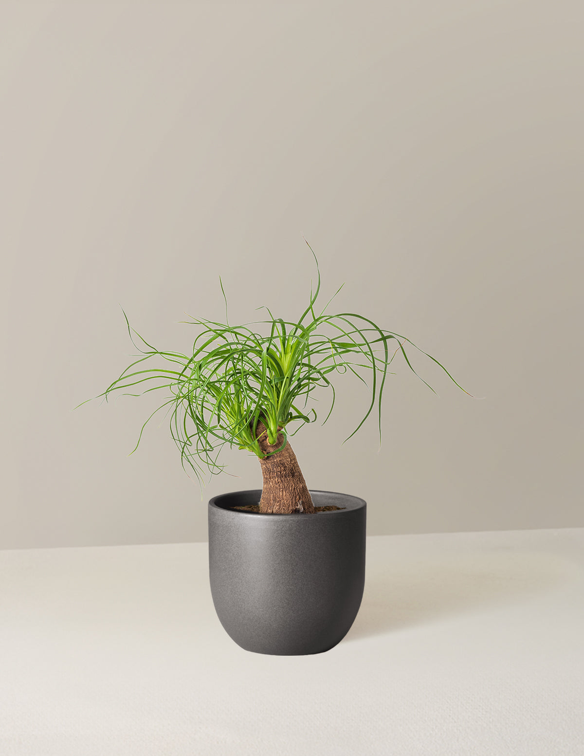 Ponytail Palm