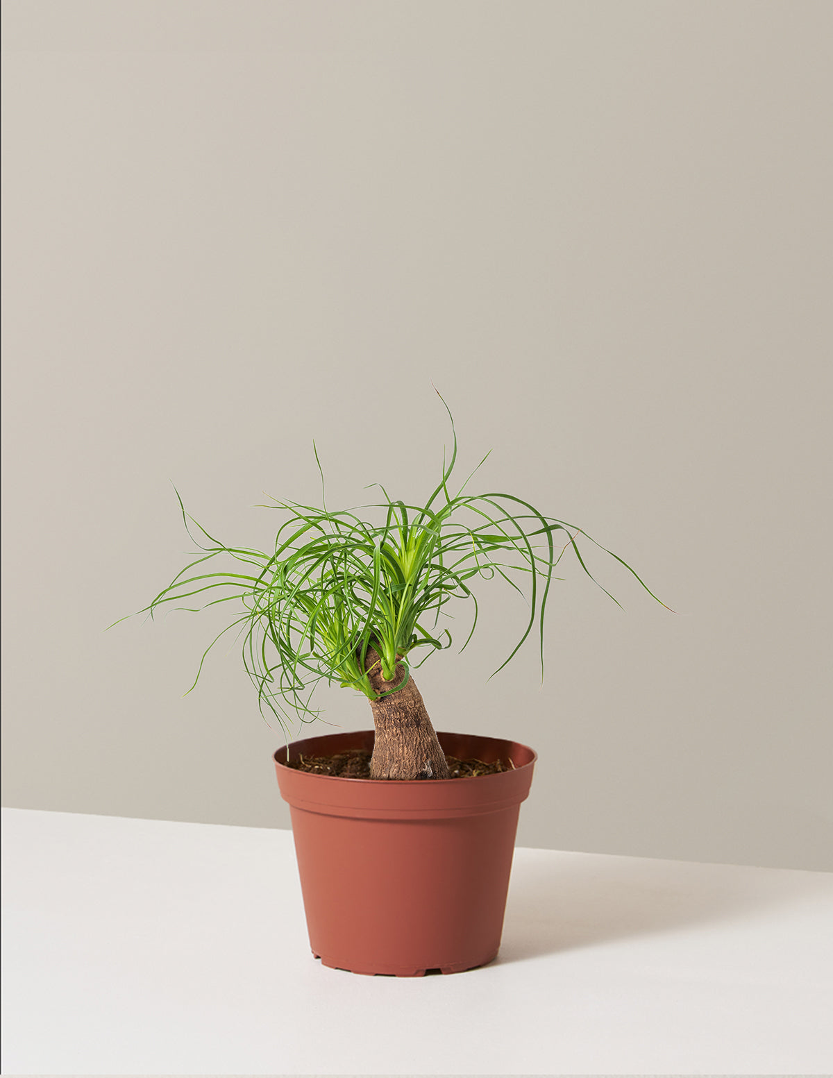 Ponytail Palm