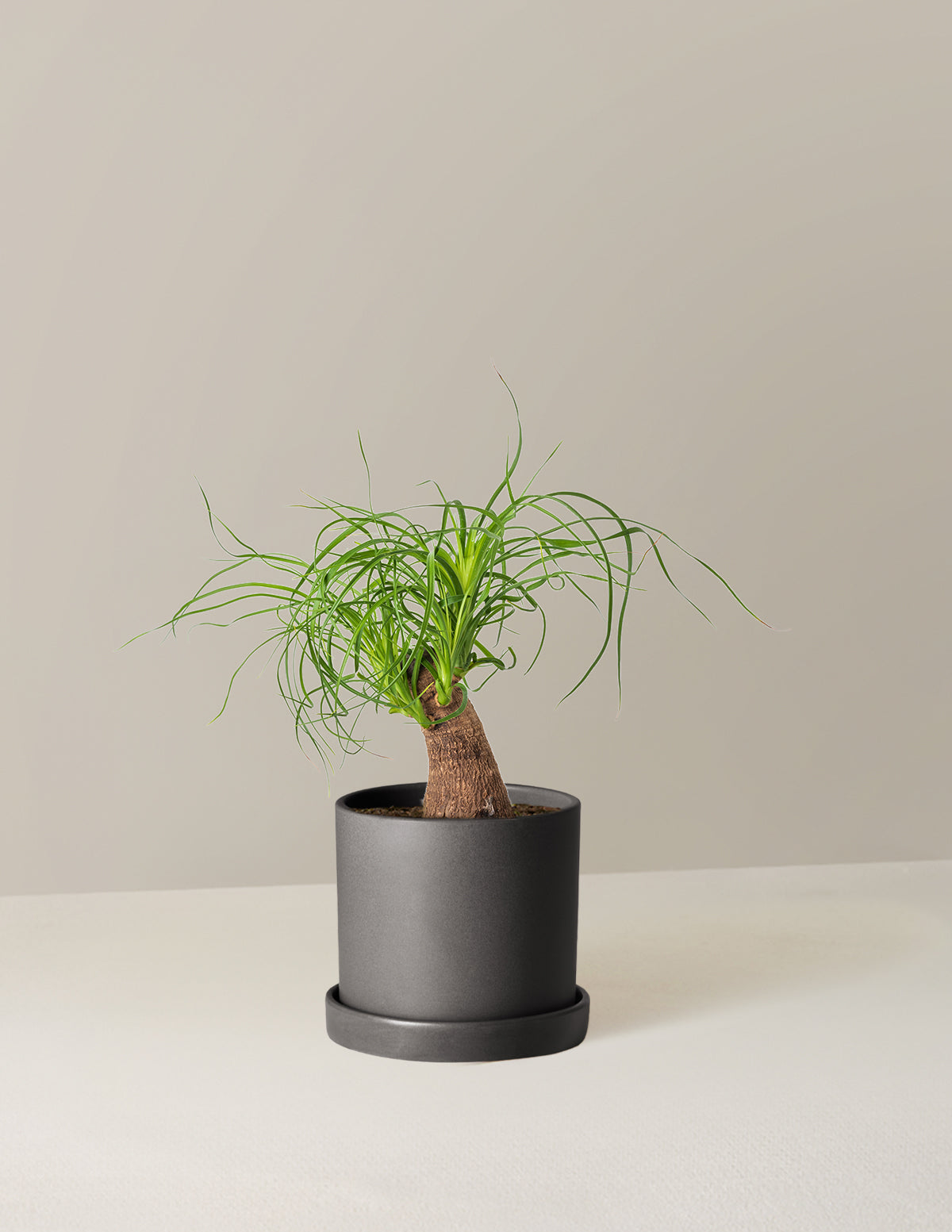 Ponytail Palm