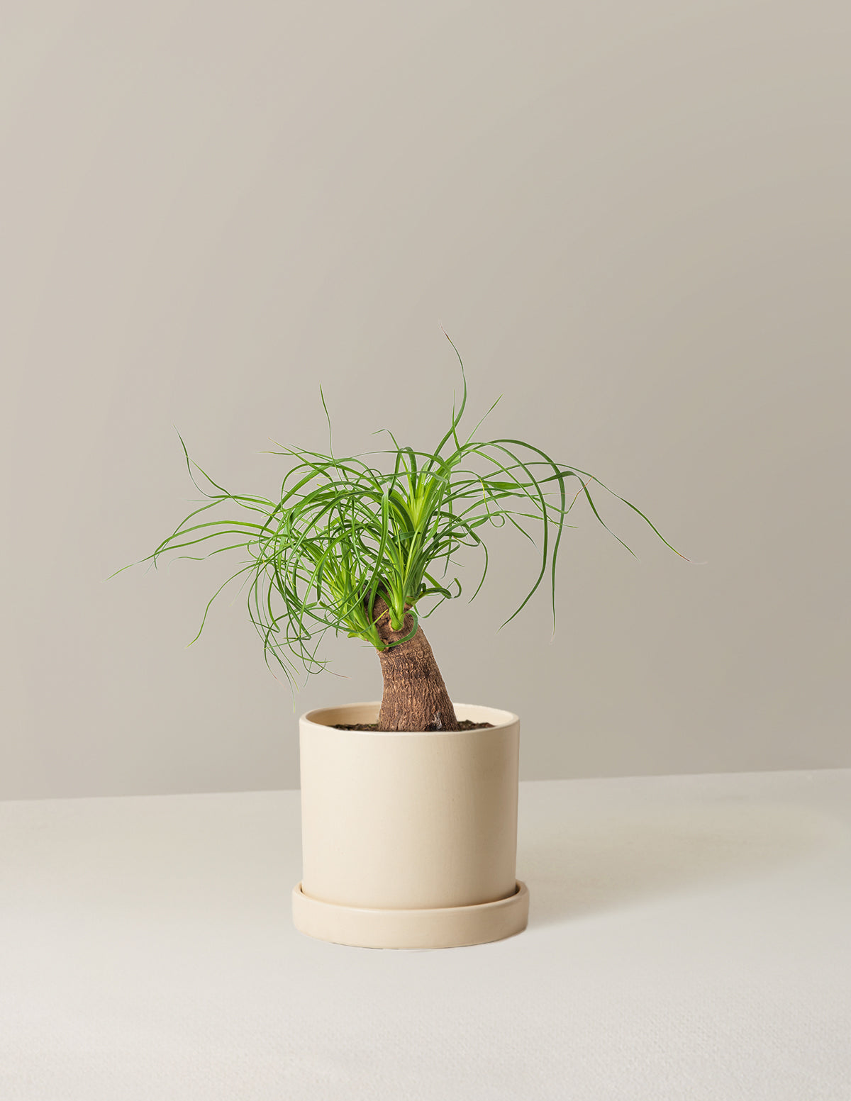 Ponytail Palm