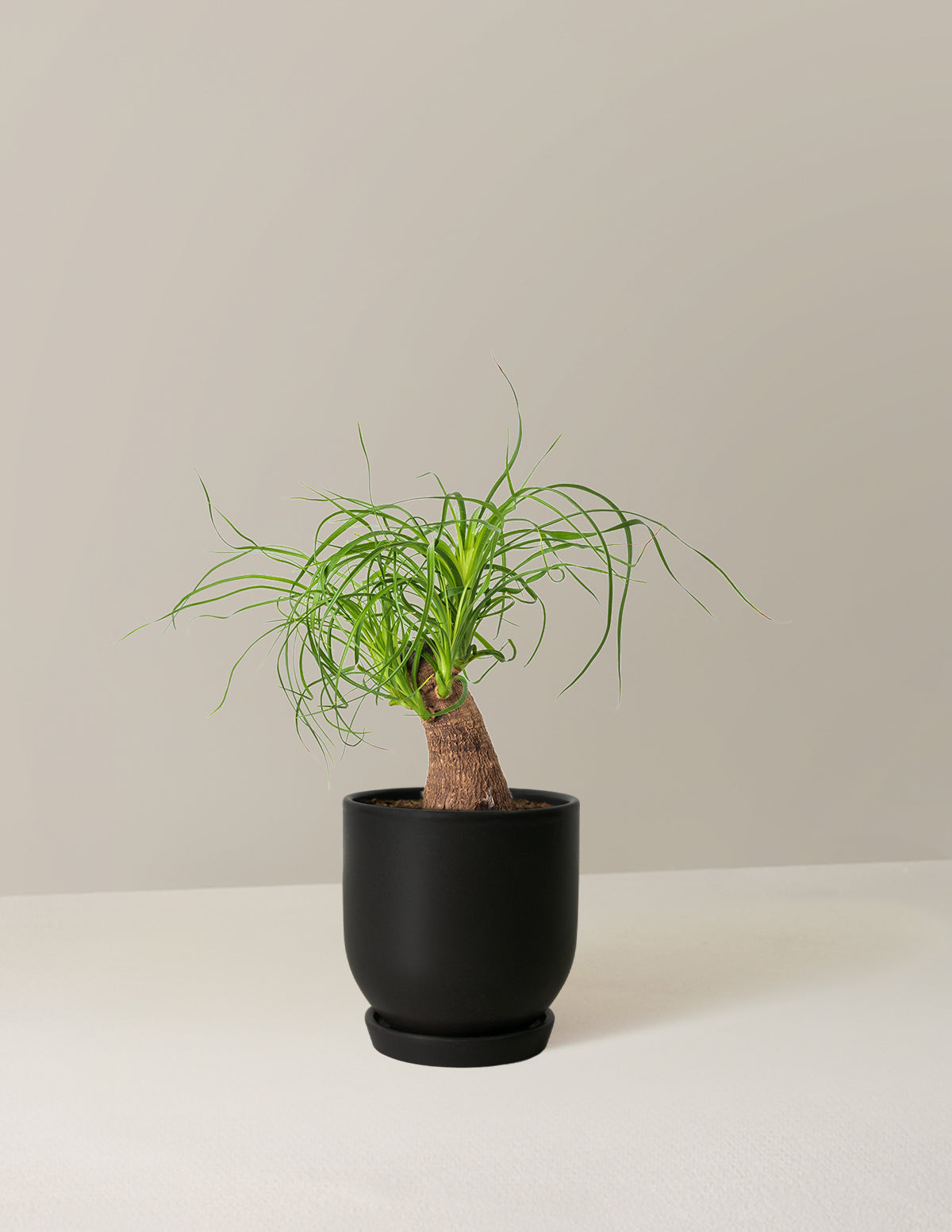 Ponytail Palm
