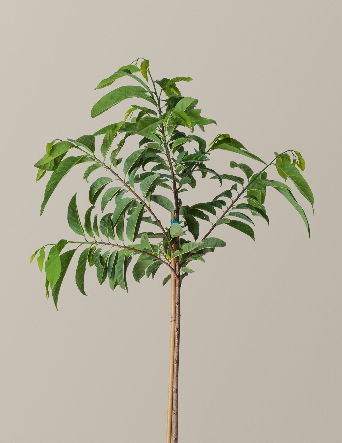 Sugar Apple Tree