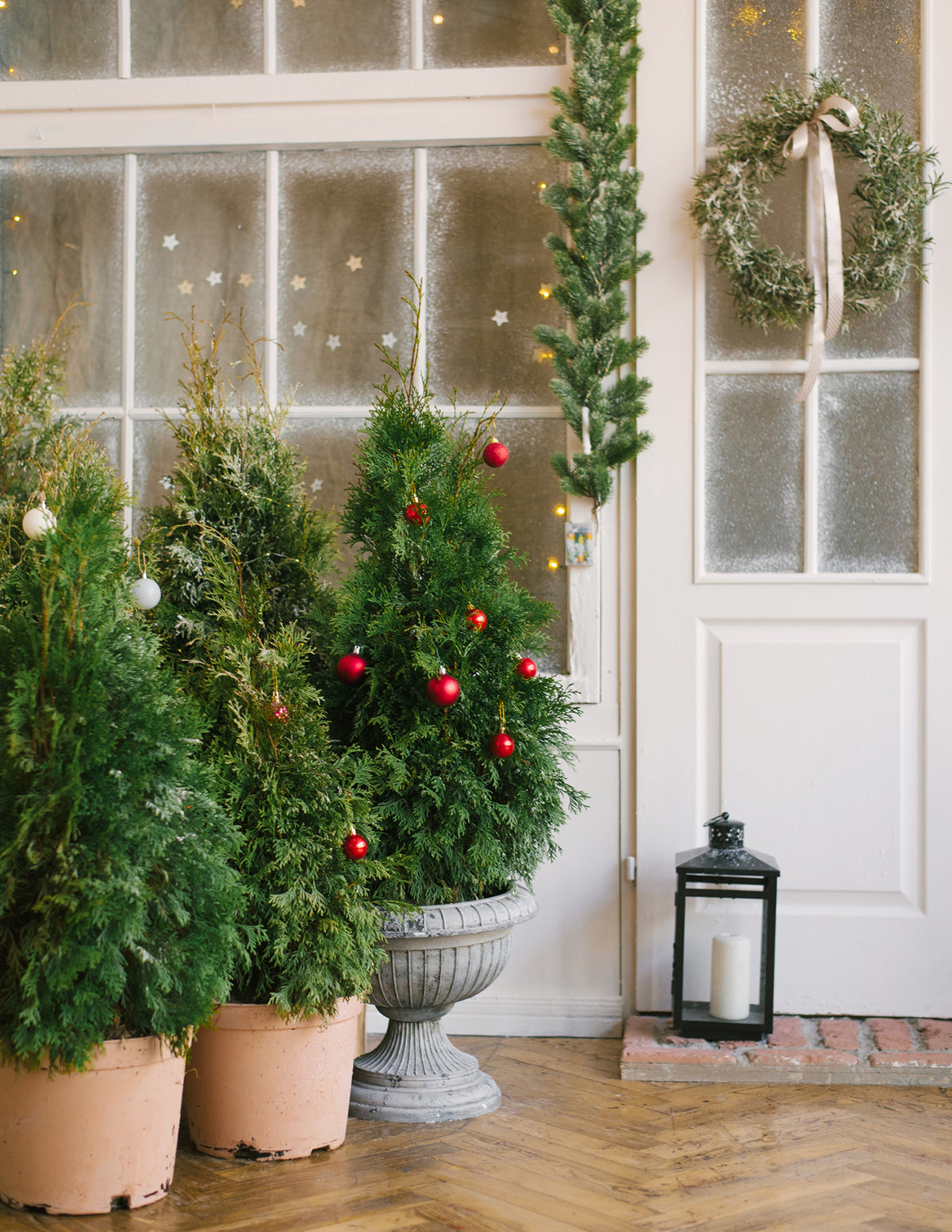 American Pillar Thuja