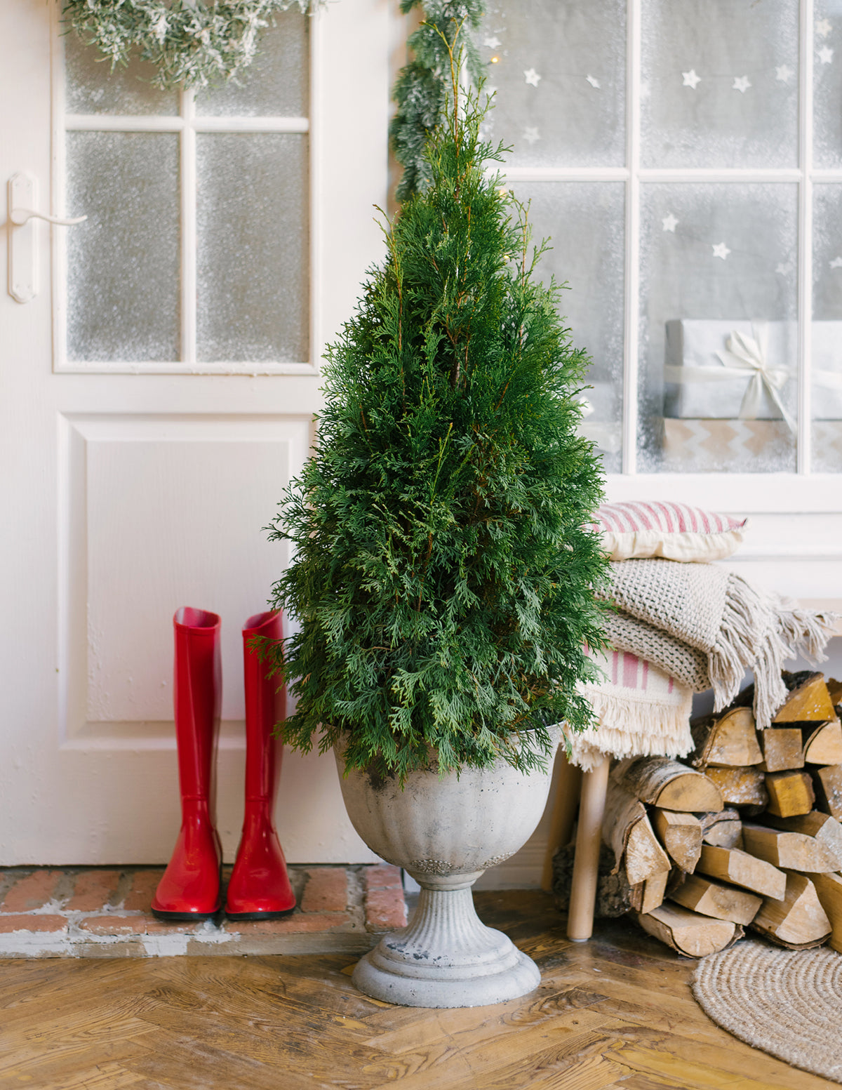 American Pillar Thuja