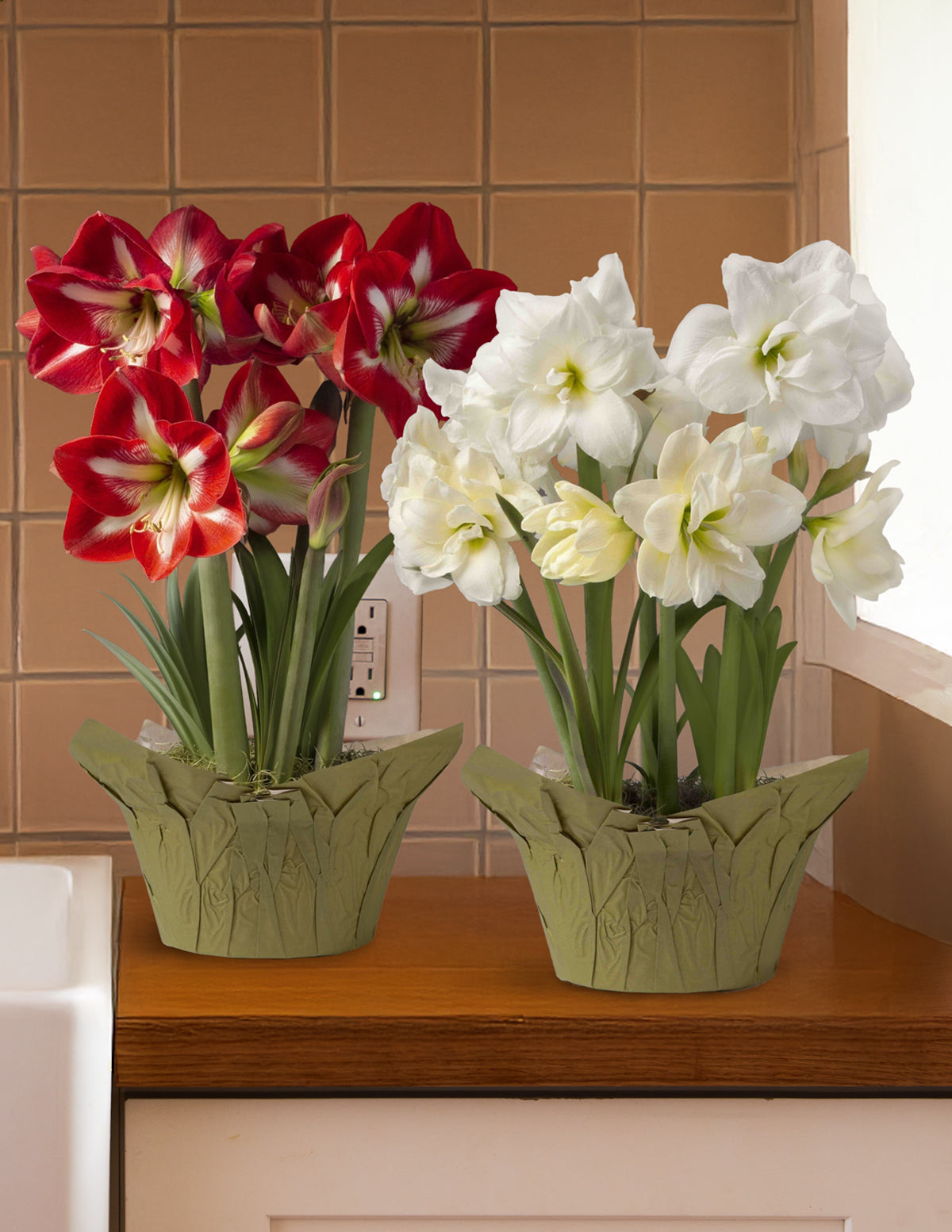 Festive Amaryllis