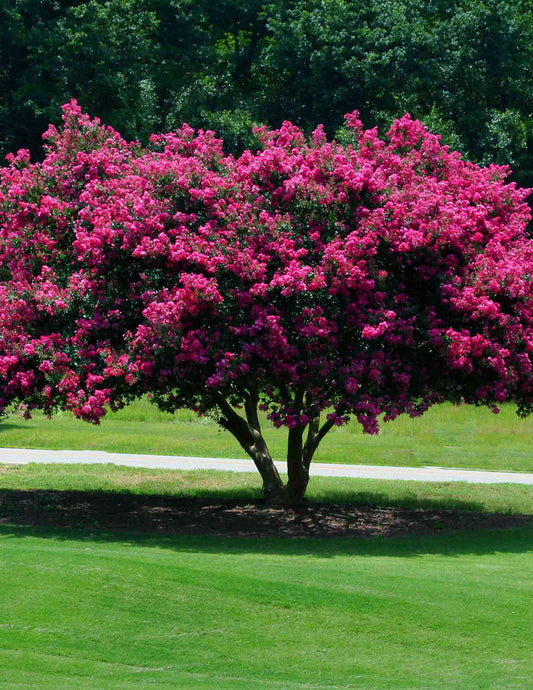 Tuscarora Crapemyrtle