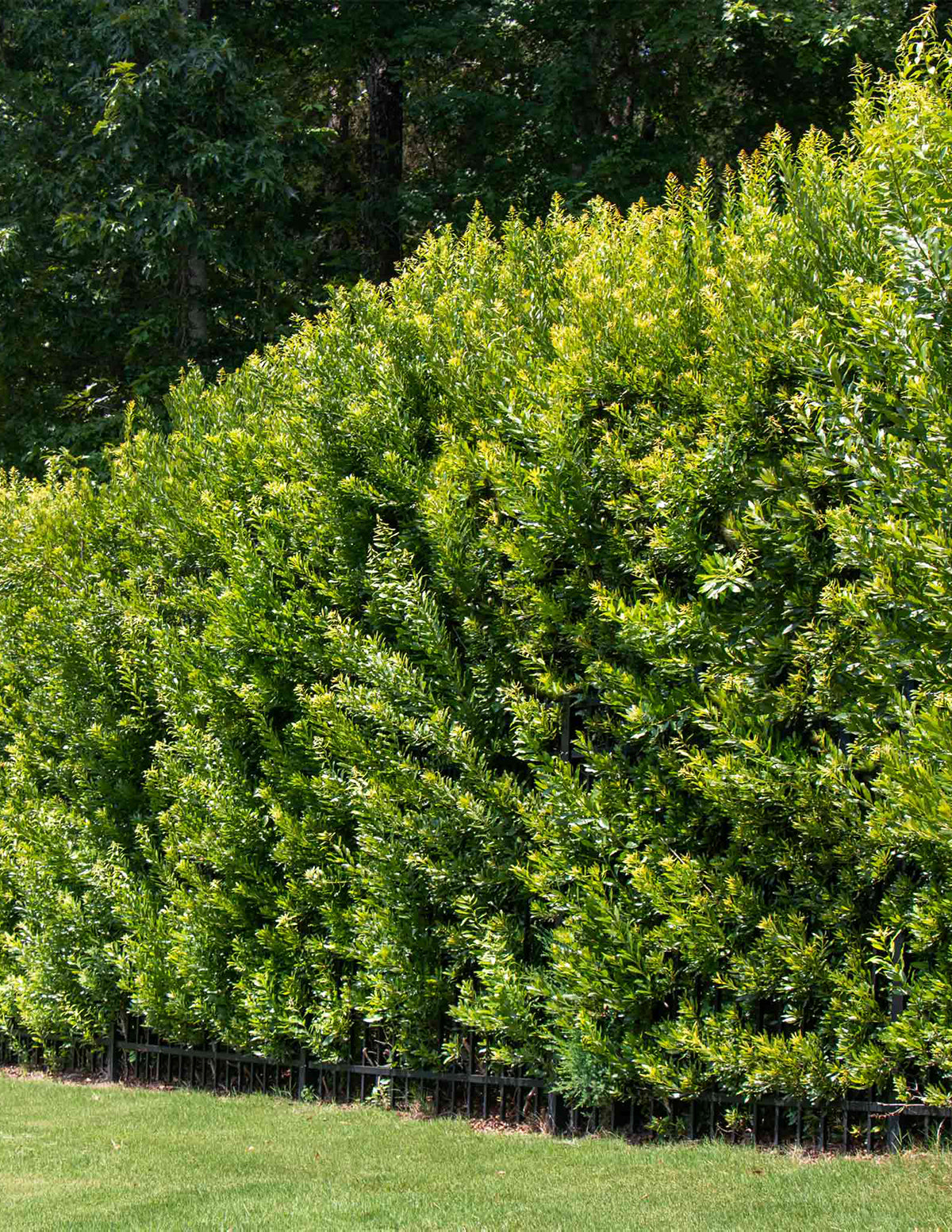 Southern Wax Myrtle