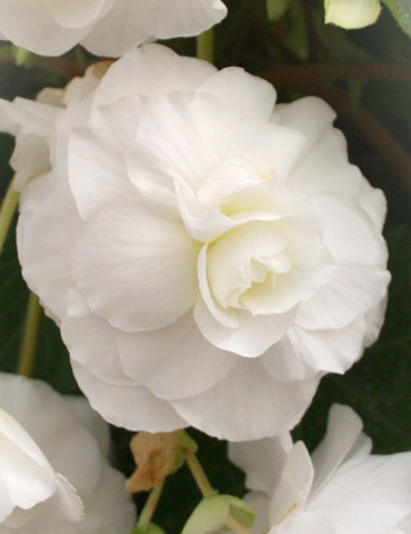 White Double Begonia Bulbs