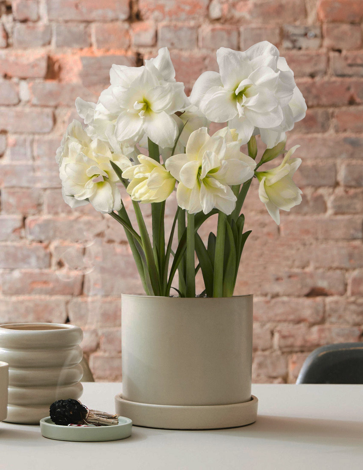 Festive Amaryllis