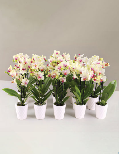 Orchid Party Pack