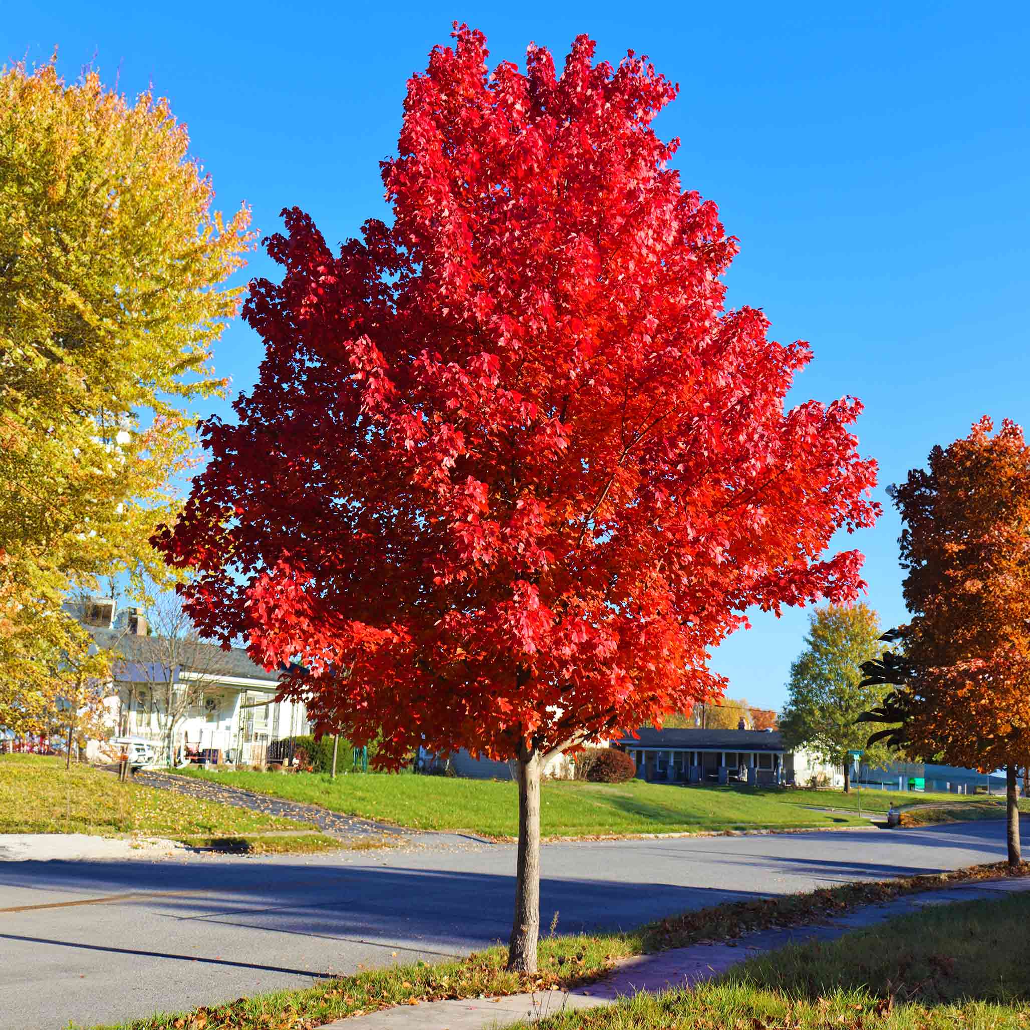 Autumn Blaze Red Maple Tree The Sill Autumn Blaze Red Maple Tree The Sill