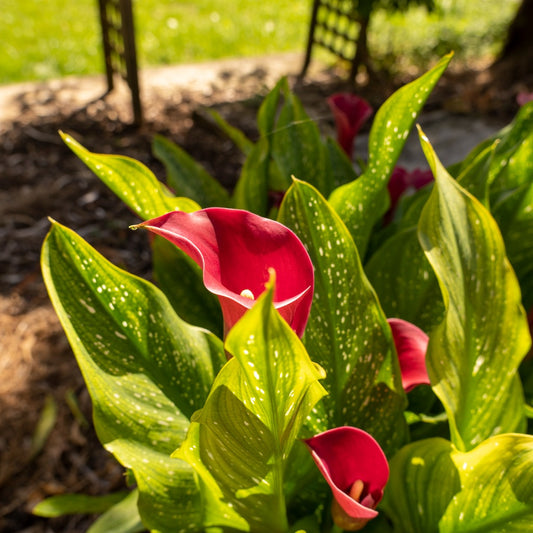 Red Alert Calla Lily Bulbs