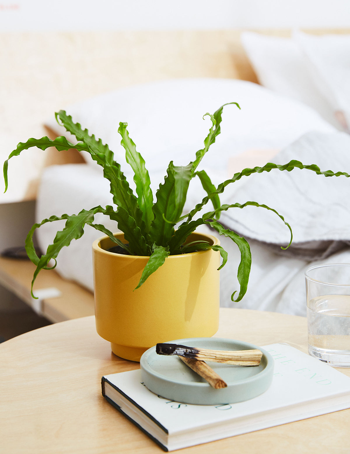 Bird’s Nest Fern