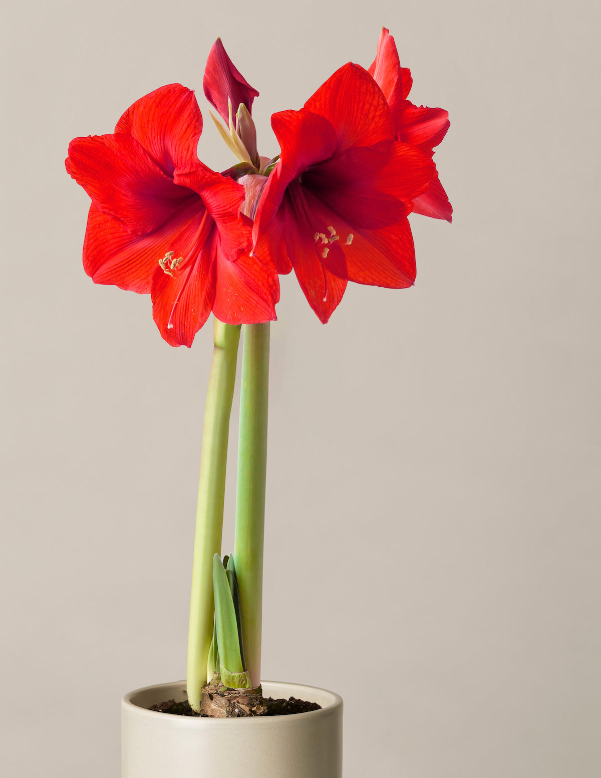 amaryllis potted plants Pre-Potted 'Red Lion' Amaryllis