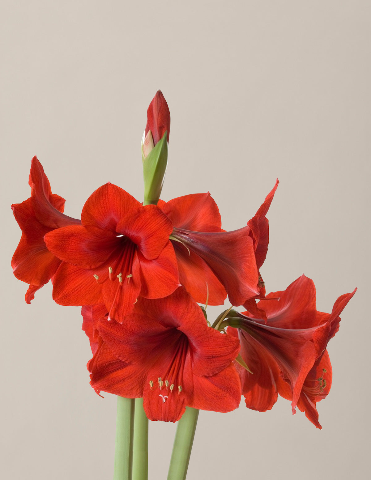 Pre-Potted 'Red Lion' Amaryllis