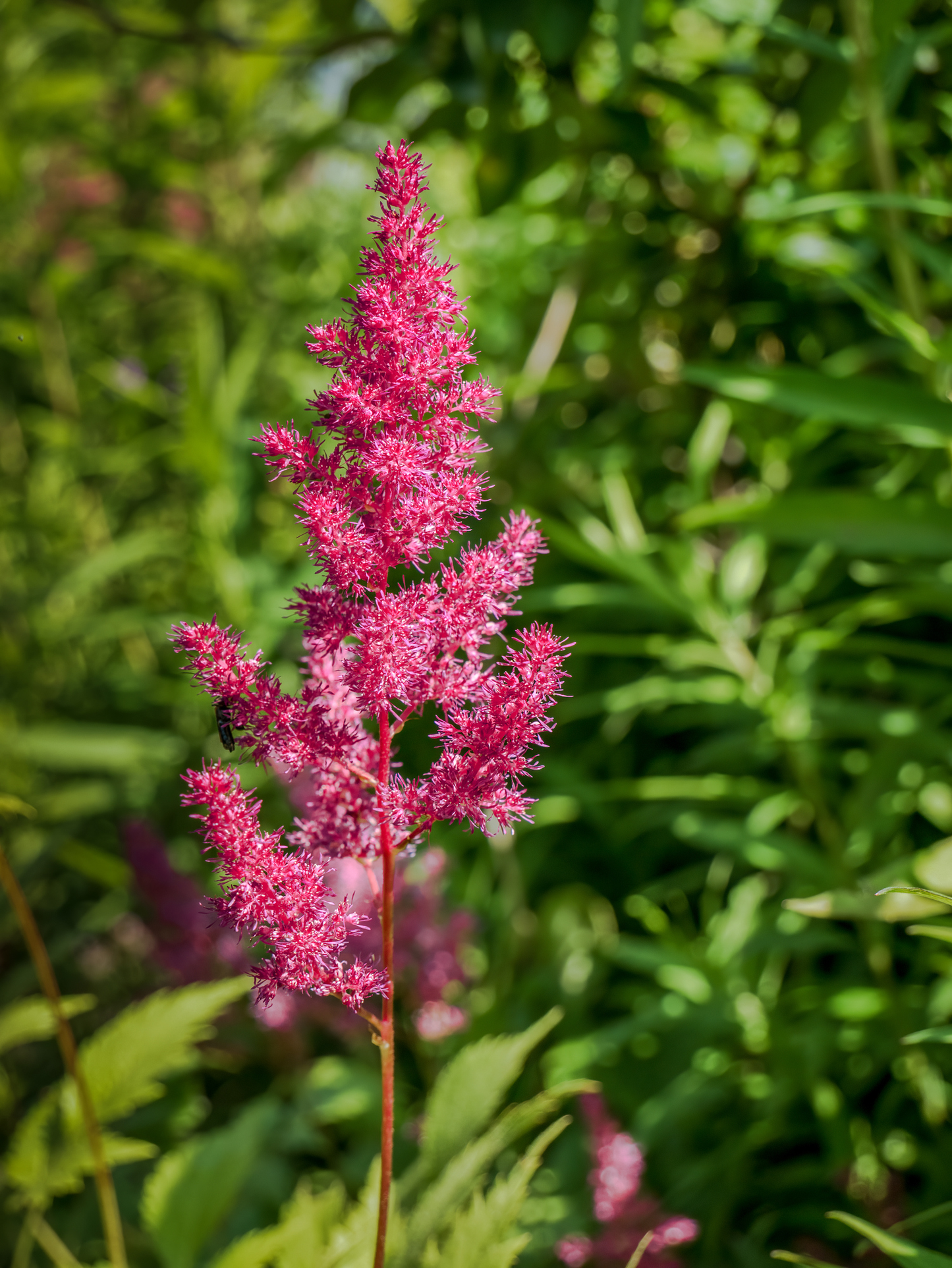 Mighty® Chocolate Cherry Astilbe