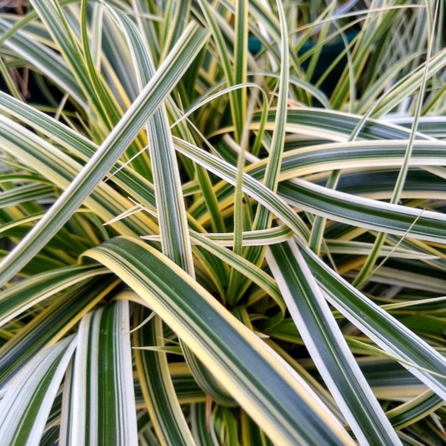 Carex Feather Falls™