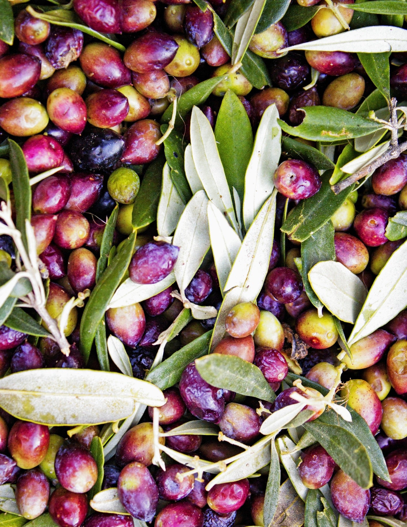 Koroneiki Olive Tree